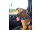 Adopt Joey a Tan/Yellow/Fawn Shepherd (Unknown Type) / Mixed dog in Benson
