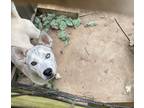 Adopt Sky a White Husky / Mixed dog in Palmetto, GA (39422315)