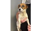 Adopt Boomer a Brown/Chocolate Jack Russell Terrier dog in Whiteville