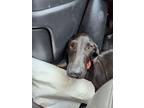 Adopt Betsey a Black Great Dane / Mixed dog in Jupiter, FL (39162821)