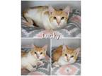 Adopt Lucky a Orange or Red (Mostly) Domestic Shorthair (short coat) cat in