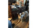 Adopt Sassy a Merle Blue Heeler / Mixed dog in Beeville, TX (39420832)