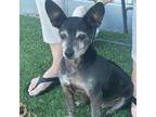 Adopt Buddy a Black - with Gray or Silver Terrier (Unknown Type