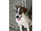 Adopt Koopa a White - with Brown or Chocolate American Staffordshire Terrier /