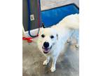Adopt Thor fka Brady HTX a White Mountain Cur / Great Pyrenees / Mixed dog in