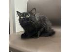 Adopt Lucinda a All Black Domestic Mediumhair / Domestic Shorthair / Mixed cat