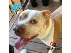 Adopt Mike (Courtesy Post) a Brown/Chocolate - with White Pit Bull Terrier /
