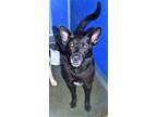 Adopt Zane a Black Shepherd (Unknown Type) / Mixed dog in San Jacinto