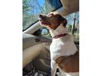 Adopt Cookie a White - with Brown or Chocolate Jack Russell Terrier / Mixed dog