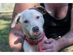 Adopt Jane a Gray/Blue/Silver/Salt & Pepper Terrier (Unknown Type