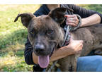 Adopt Chocolate Chip a Merle Catahoula Leopard Dog / Mixed Breed (Medium) /