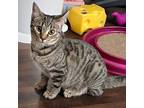 Adopt Ash a Brown Tabby Domestic Shorthair (short coat) cat in Ladson