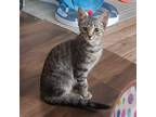 Adopt Marty a Brown Tabby Domestic Shorthair (short coat) cat in Ladson