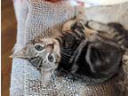 Adopt Ashley a Gray, Blue or Silver Tabby Domestic Shorthair (short coat) cat in