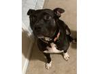 Adopt Salem a Black - with White Mixed Breed (Large) / American Staffordshire
