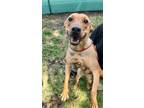 Adopt Maya a Brown/Chocolate German Shepherd Dog / Mixed dog in Selma