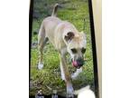 Adopt TT a Tan/Yellow/Fawn Labrador Retriever / Mixed dog in Cabot