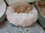 Adopt Kelsey a Orange or Red Tabby Domestic Shorthair (short coat) cat in