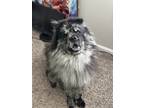 Adopt Koda a Merle Chow Chow / Mixed dog in Sandy Springs, GA (39414610)