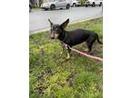 Adopt Annie/RD a Brindle Dachshund / Mixed dog in Abbotsford, BC (39414526)