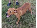 Adopt Sandy a Tan/Yellow/Fawn Hound (Unknown Type) / Boxer / Mixed (short coat)