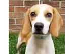 Adopt Kobe a White Beagle / Mixed Breed (Medium) / Mixed (short coat) dog in