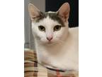 Adopt Maja - In Foster a White Domestic Shorthair / Mixed Breed (Medium) / Mixed