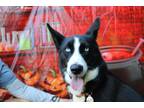 Adopt Joan Jett a Black Border Collie / Mixed Breed (Large) / Mixed dog in