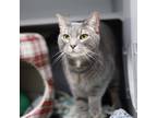 Adopt Wallie a Gray or Blue Domestic Shorthair / Domestic Shorthair / Mixed cat