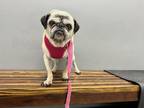 Adopt Babydoll a Tan/Yellow/Fawn - with Black Pug / Mixed dog in Studio City