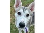 Adopt Denali a White Husky / Mixed dog in Fort Worth, TX (39410813)