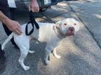 Adopt Bubby a White American Pit Bull Terrier dog in Cassopolis, MI (39408858)