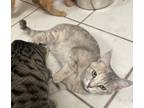 Adopt Amaretto a Tan or Fawn Domestic Shorthair / Domestic Shorthair / Mixed cat