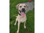 Adopt Asher a Tan/Yellow/Fawn Mastiff / Mixed dog in St. Catharines