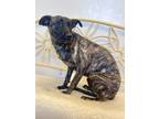 Adopt Mona a Black Mixed Breed (Medium) / Mixed dog in New Iberia, LA (39047378)