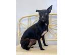 Adopt Ami a Black Mixed Breed (Medium) / Mixed dog in New Iberia, LA (39047379)