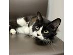 Adopt Ally (SGN) a All Black Domestic Mediumhair / Domestic Shorthair / Mixed