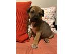 Adopt Edsel a Brown/Chocolate Terrier (Unknown Type, Small) / Shepherd (Unknown