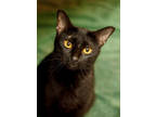 Adopt Ity Bity a All Black Domestic Shorthair / Mixed Breed (Medium) / Mixed