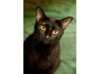 Adopt Ity Bity a All Black Domestic Shorthair / Domestic Shorthair / Mixed cat