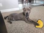 Adopt Hercules a Gray/Blue/Silver/Salt & Pepper Weimaraner / Blue Lacy/Texas