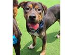 Adopt Bay a Brown/Chocolate - with Black Shar Pei / Jindo / Mixed dog in