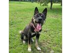 Adopt Mark a Black - with White German Shepherd Dog / Kai Dog / Mixed dog in