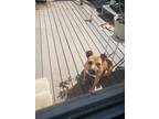 Adopt Lucas a Tan/Yellow/Fawn - with White Mixed Breed (Medium) / Mixed dog in