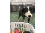 Adopt Bonnie a Black Border Collie / Mixed dog in Salina, UT (39083702)