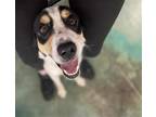 Adopt Clyde a Border Collie / Mixed dog in Salina, UT (39083701)