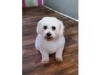 Adopt Betrice a White Bichon Frise / Mixed dog in Crump, TN (30298717)