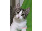 Adopt Amaretto a White (Mostly) Domestic Shorthair (short coat) cat in Colfax