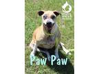 Adopt Paw Paw a Tan/Yellow/Fawn - with Black Labrador Retriever / Mixed dog in