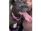Adopt BROWNIE a Black Mixed Breed (Medium) / Mixed dog in New York